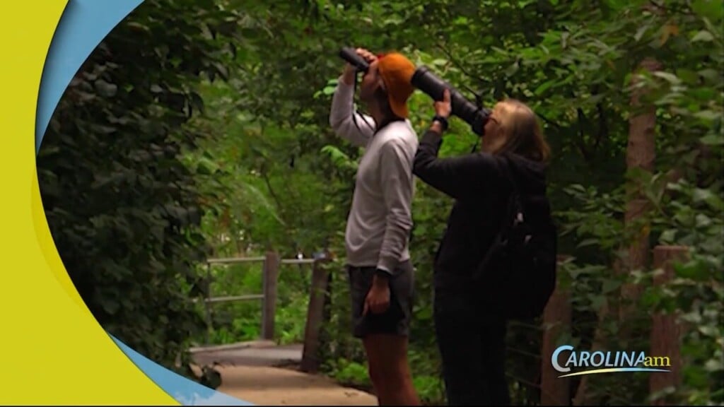 Birding
