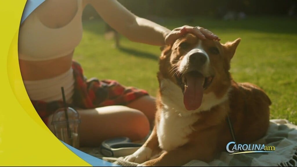 Summer Dogs