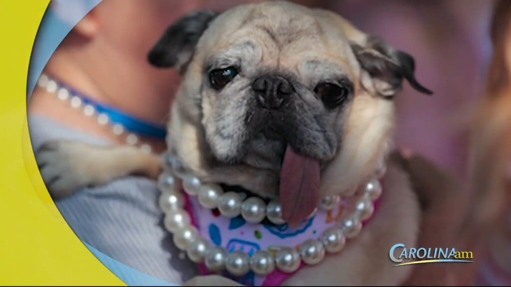 Ugliest Dog
