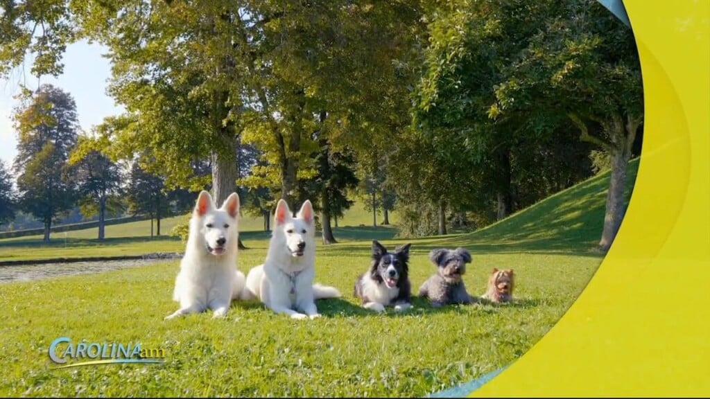 Dog Names