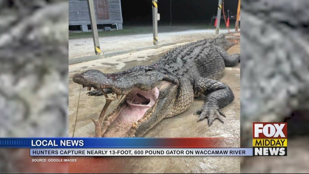 Gator