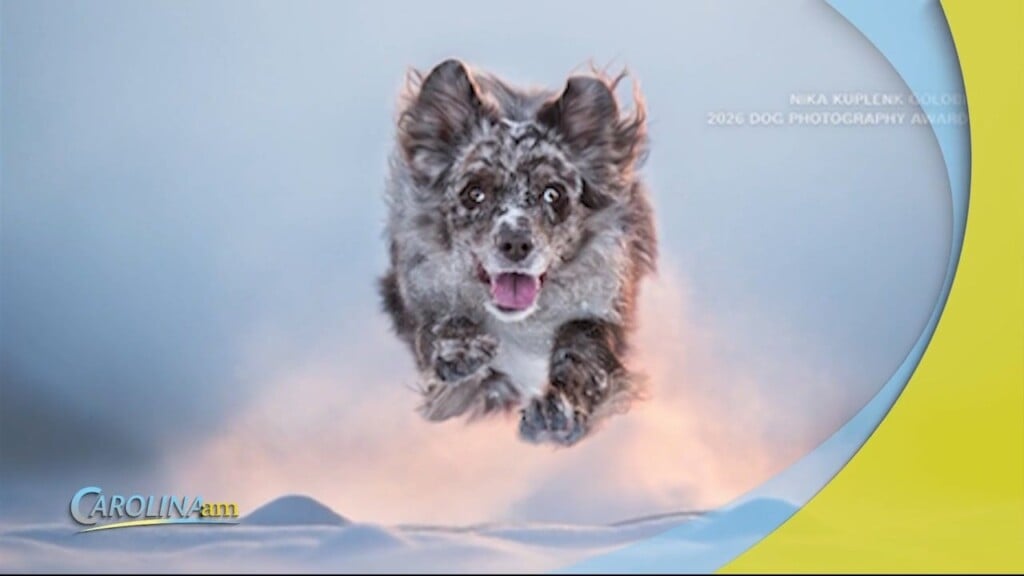 Dog Photg