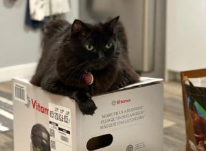 Happy Cats Or Soup? How One Couple’s Felines Took Control Of Their Vitamix