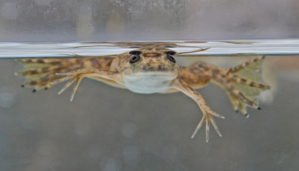 Frogs Can Regrow Amputated Limbs After Being Treated With Mix Of Drugs, New Research Finds