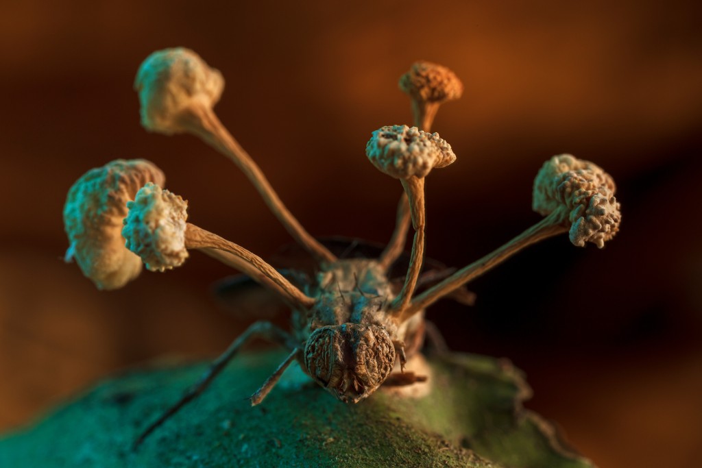 Stunning Images Of Nature’s Weird And Wonderful Unveiled In Photo Competition