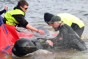 32 Whales Rescued After Around 200 Die In Mass Stranding In Australia