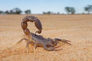 Research Into The Mating Habits Of Constipated Scorpions Wins An Ig Nobel Prize