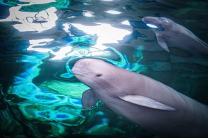China Lost Its Yangtze River Dolphin. Climate Change Is Coming For Other Species Next