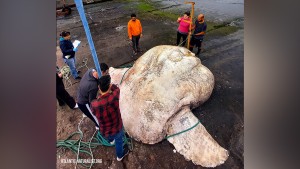 Record Breaking Bony Fish Weighing 3 Tons Found
