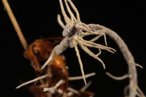 Mystery Parasites On Zombie Ant Fungus Identified By Scientists