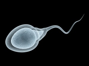 Sperm Counts May Be Declining Globally, Review Finds, Adding To Debate Over Male Fertility