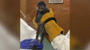 Texas Woman Arrested After Smuggling Endangered Spider Monkey In Box She Claimed Held Beer