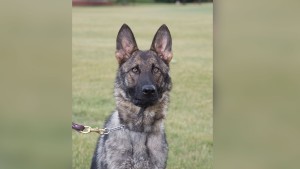 Police Dog Helps Rescue 80 Year Old Hunter After He Fell Into A Michigan River