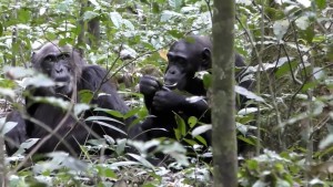 Wild Chimpanzees Look To Share Experiences With Each Other, Just Like Humans