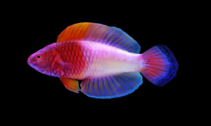 Meet A Rainbow Fish And Other New Species Discovered In 2022