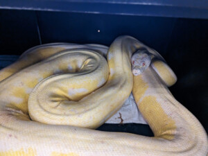 A 16 Foot Reticulated Python Was Rescued In Austin, Texas After Being Missing For Months