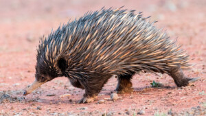 Australia’s Echidnas Blow Bubbles To Beat The Heat Of Rising Temperatures
