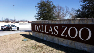 Police Are Investigating A Vulture’s Death At The Dallas Zoo As ‘suspicious’