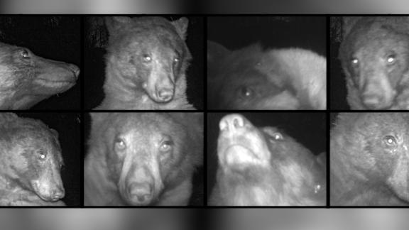 Colorado Wildlife Camera Accidentally Captures Hundreds Of Adorable ‘bear Selfies’