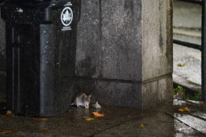 Nyc Mayor, A Vocal Rat Opponent, Faces More Fines For Rat Infestation At Brooklyn Property