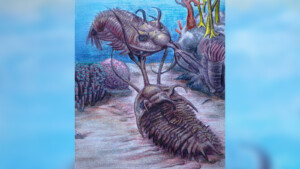 Trilobites Armed With Tridents Could Be The Earliest Known Example Of Sexual Combat