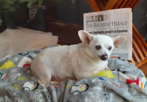 Meet Spike, Officially The World’s Oldest Living Dog