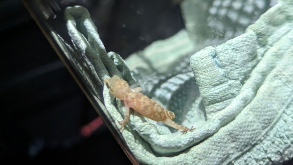 Stowaway Gecko Survives 3,000 Mile Voyage From Egypt To Manchester In A Box Of Strawberries