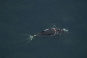 A Whale Belonging To One Of The Rarest Species Is ‘likely To Die,’ After Entanglement, Noaa Says