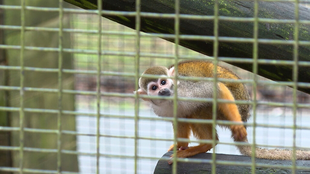 A Man Was Arrested In The Theft Of 12 Squirrel Monkeys From A Louisiana Zoo, But The Animals Have Yet To Be Found, Chief Says