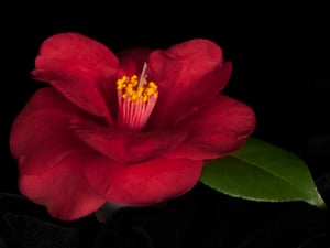 TIDEWATER CAMELLIA CLUB 70th SHOW & SALE @ New Hanover County Arboretum | Wilmington | North Carolina | United States
