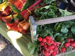Poplar Grove Farmers' Market @ Poplar Grove Plantation