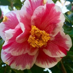 Oakdale Cemetery Camellia Tour @ Oakdale Cemetery