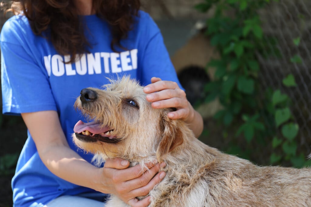 Volunteer With Homeless Dog In Animal Shelter, Closeup