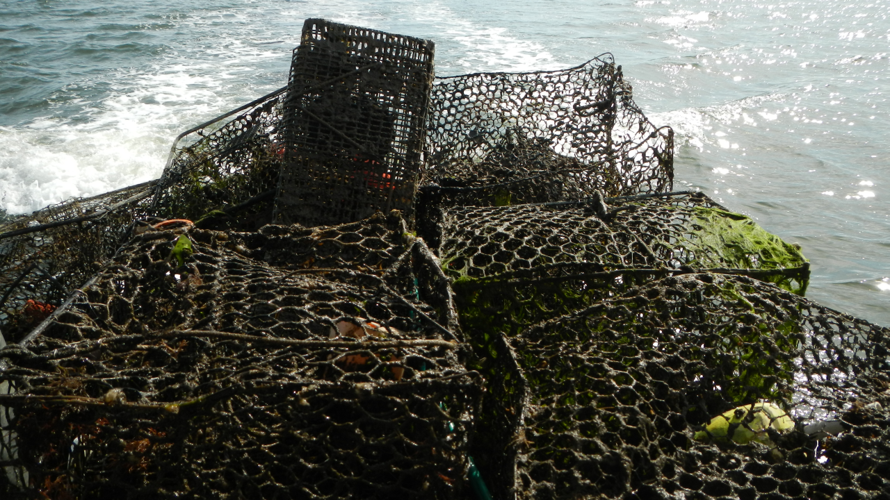 Volunteers remove 55 abandoned crab pots from Maryland's coastal bays