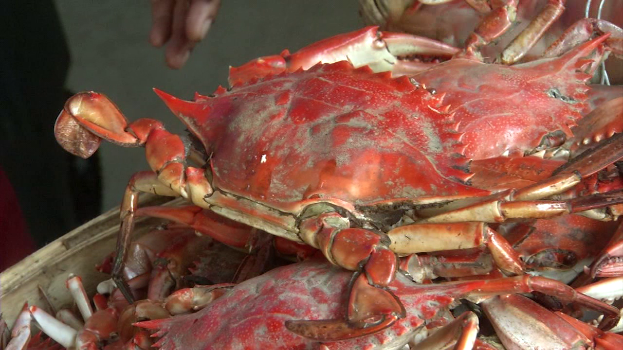 Crab season gets shorter in Virginia and Maryland 47abc