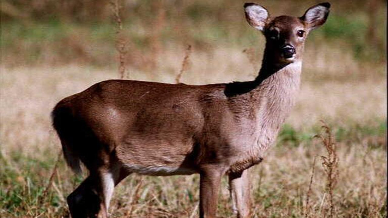 Maryland firearm deer hunt tally up 12 percent from 2015 47abc