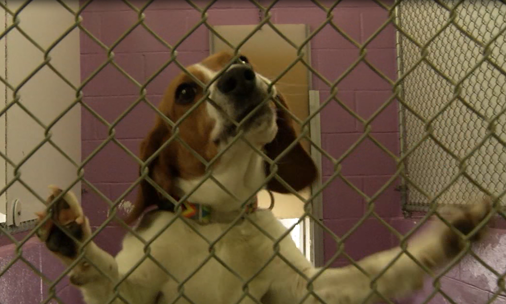 New bill places restrictions on pet sales 47abc