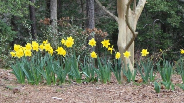 Daffodils - Beautiful but Potentially Toxic