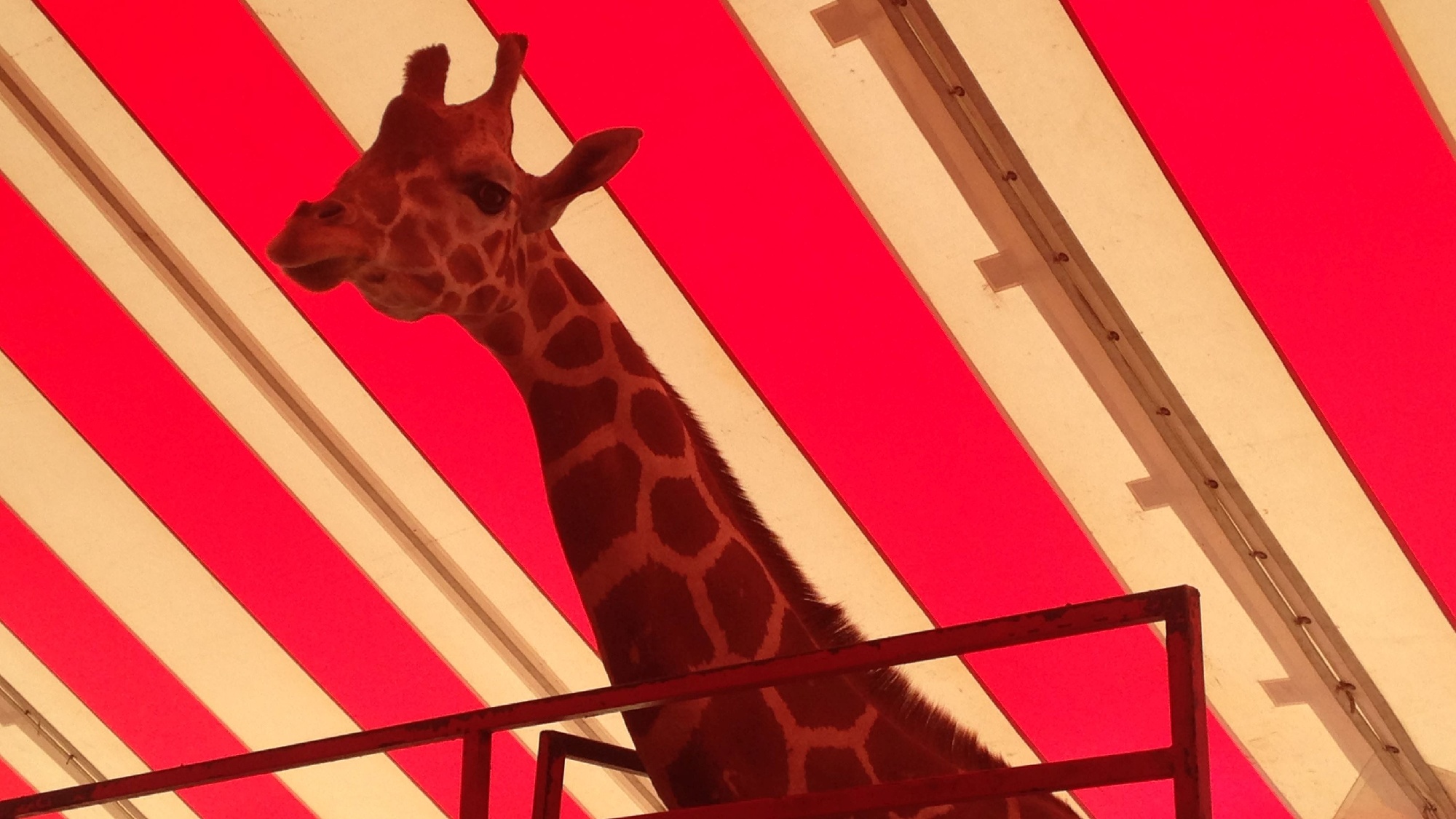 Petting zoo gets new giraffe at Delaware State Fair - 47abc