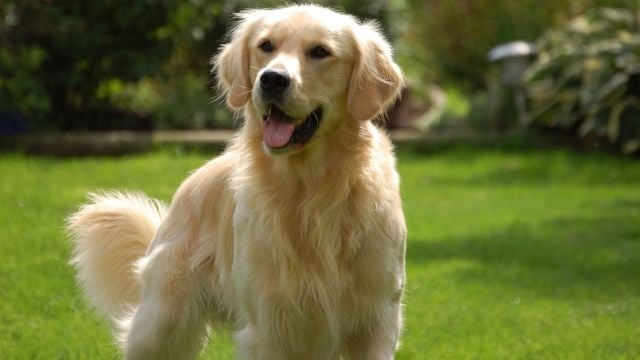Lawmakers Favor Golden Retriever As Delaware S State Dog 47abc