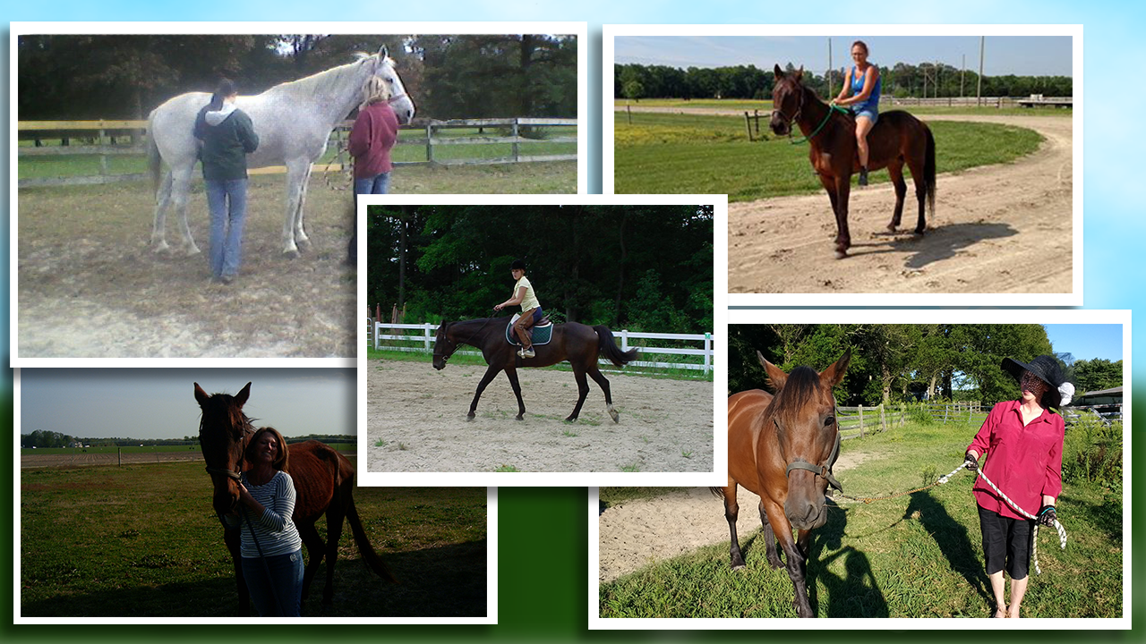 Horse Lovers United looking for horse care volunteers 47abc