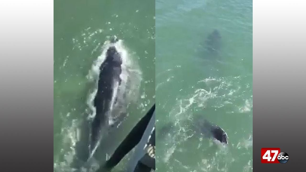 Whale spotted at pier in Ocean City - 47abc