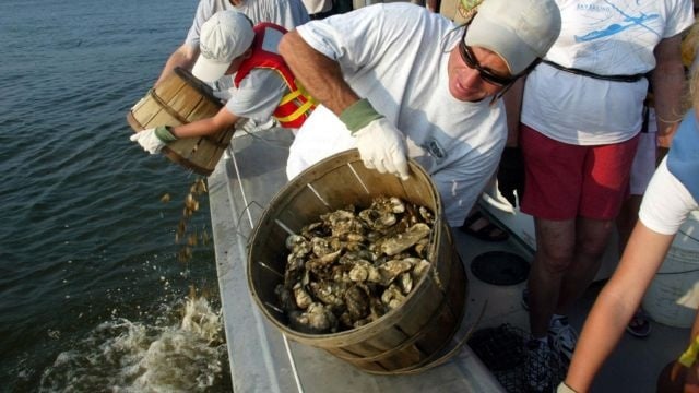 UPDATE: Oyster Management Review Released By Md. DNR - 47abc