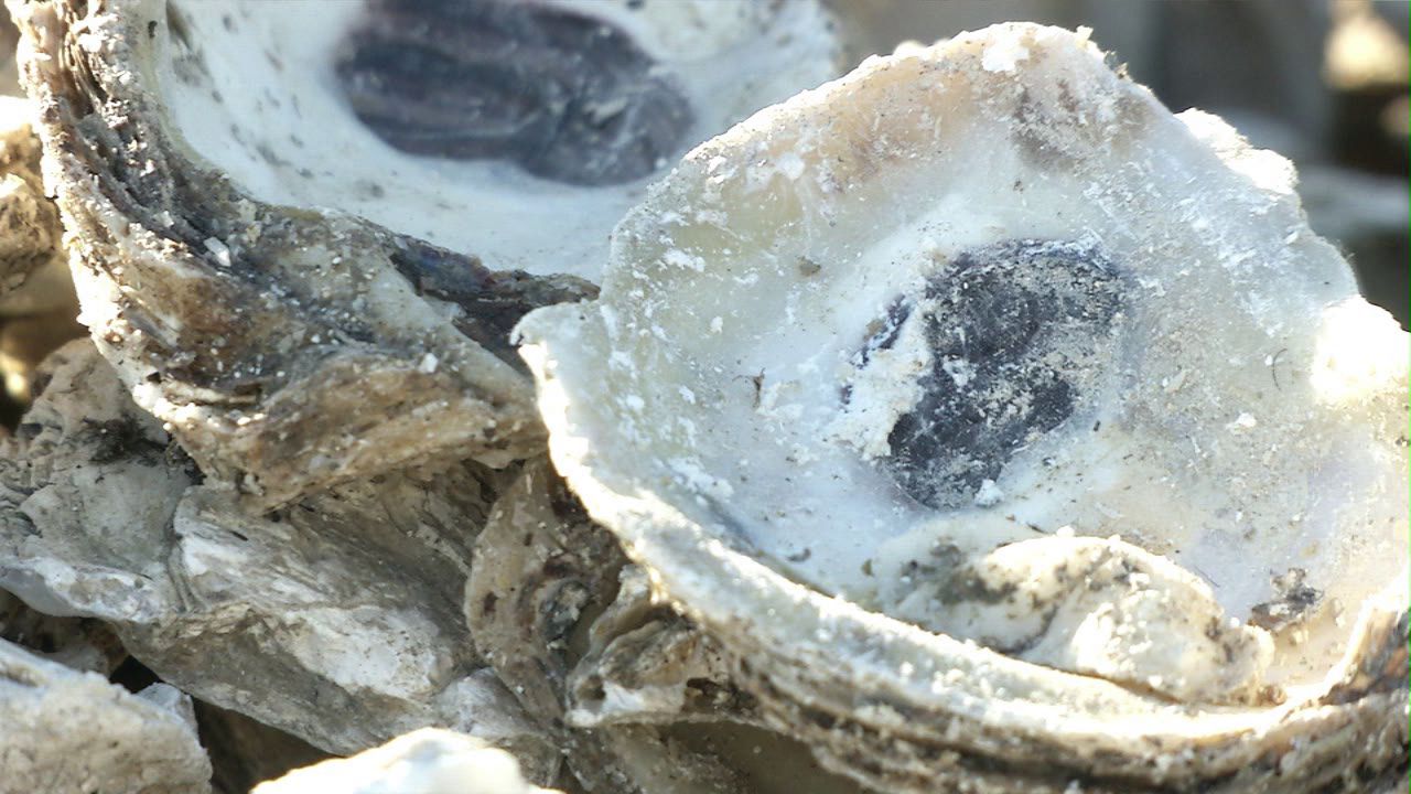 Planting oysters to restore Chesapeake Bay 47abc