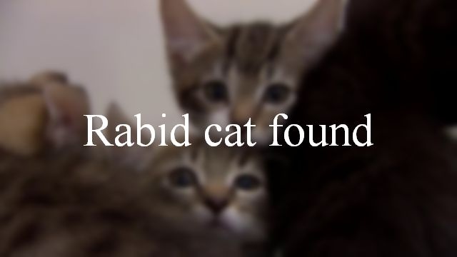 Rabid cat found in Dorchester