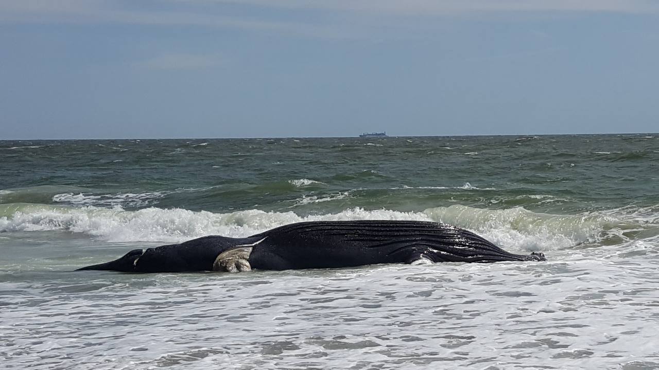 Humpback whale found dead, stranded on Maryland coast