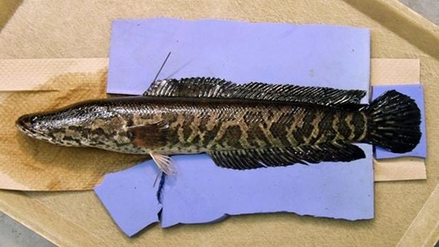 snakehead fish potomac river