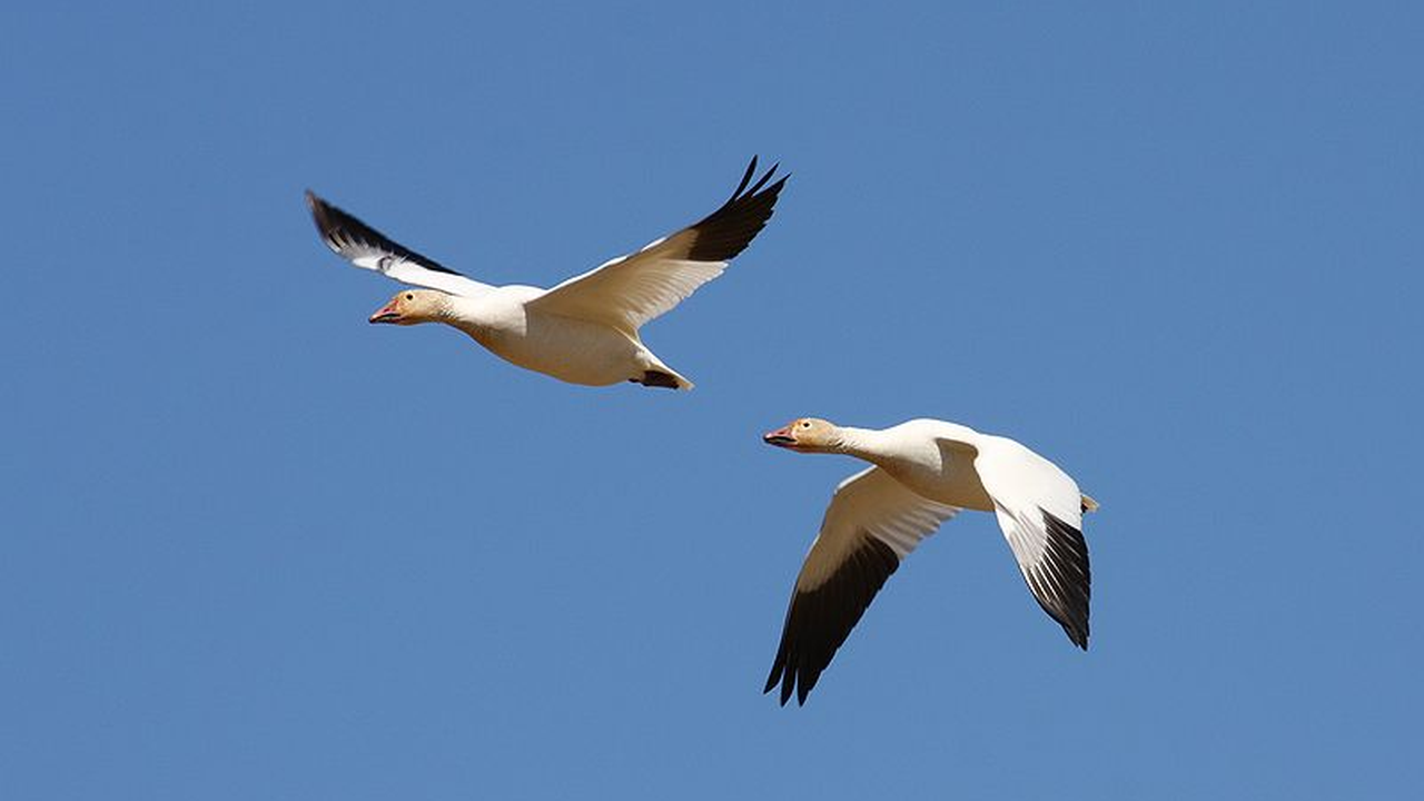 Snow goose season opens in Delaware 47abc