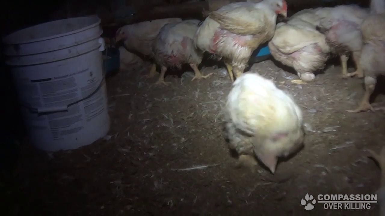 Undercover investigation reveals animal cruelty in Tyson farm - 47abc