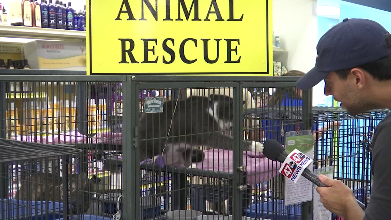 Local Petsmart's take part in National Pet Adoption Weekend 47abc